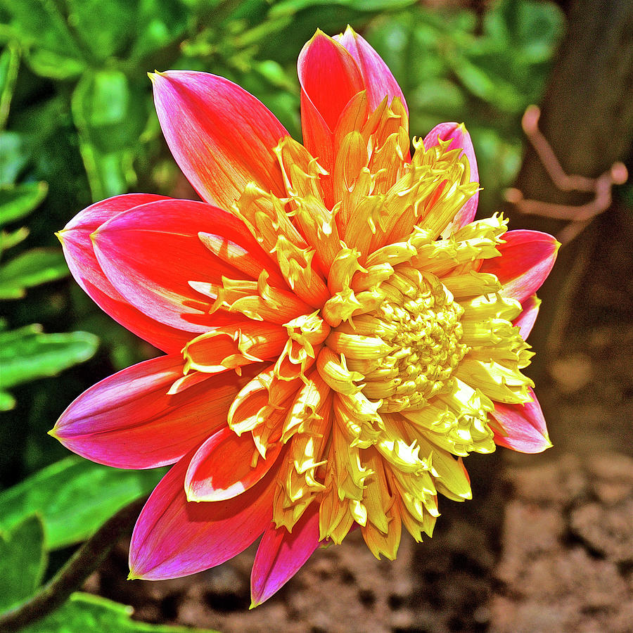 Pink and Yellow Dahlia in Golden Gate Park in San Francisco, California Photograph by Ruth Hager