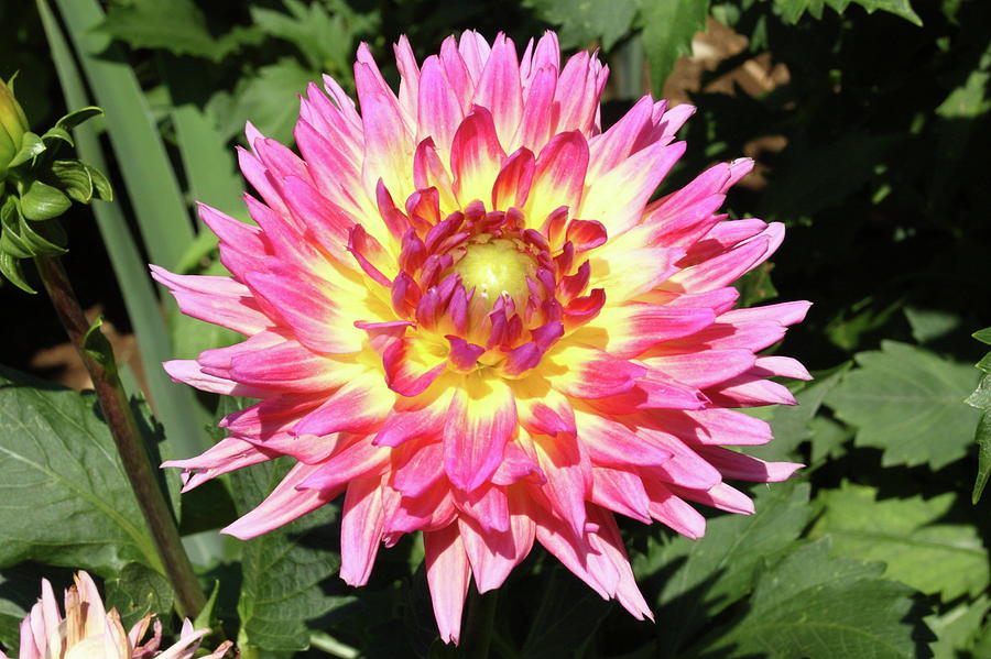 Pink and Yellow Dahlia Photograph by Lou Ford