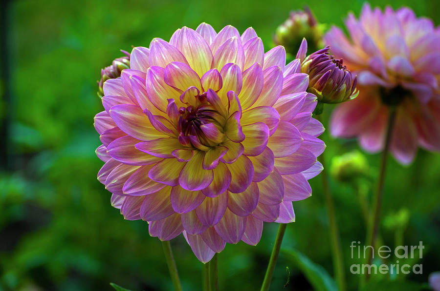 Flowers Still Life Photograph - Pink and Yellow Dahlia by M J