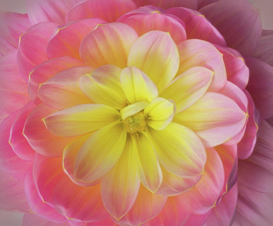 Pink and Yellow Dahlia Photograph by Mary Jo Allen