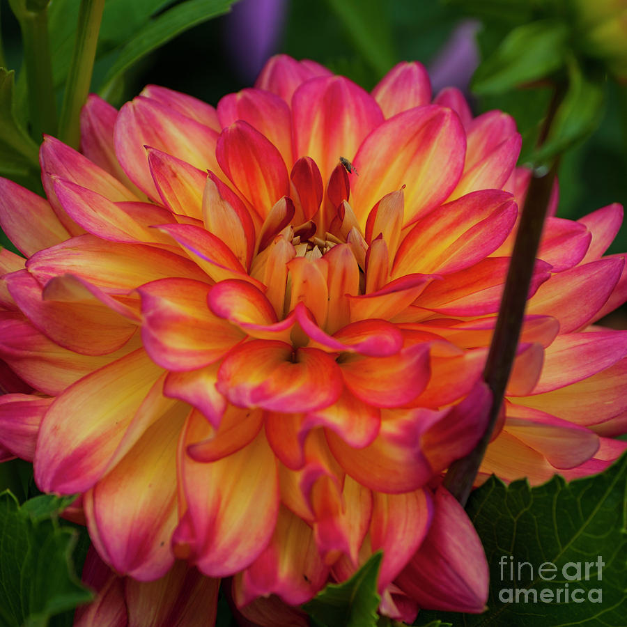 Pink and Yellow Dahlia - Square Photograph by Mandy Judson - Fine Art ...