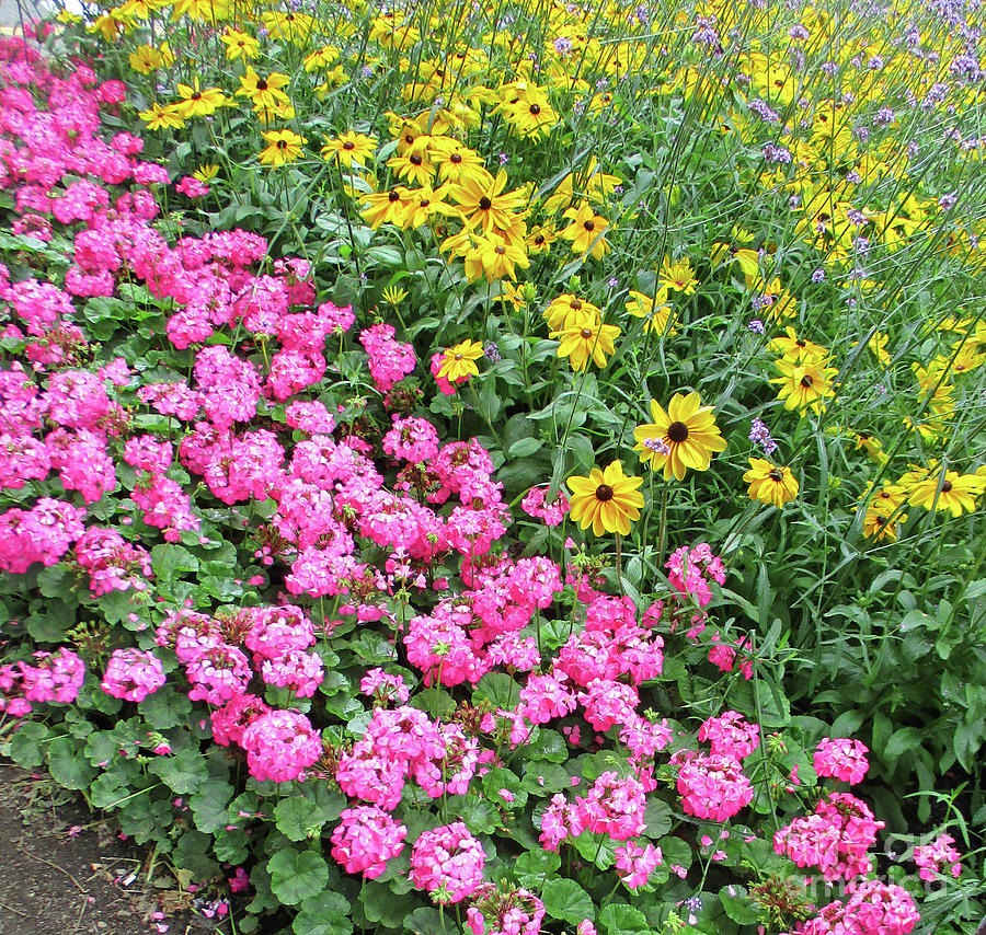 Pink And Yellow Flowers Photograph by Randall Weidner