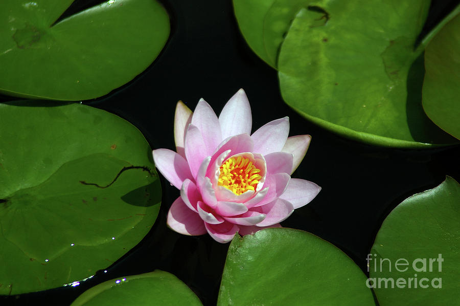 Pink and Yellow Lotus Waterlily Photograph by Jackie Irwin