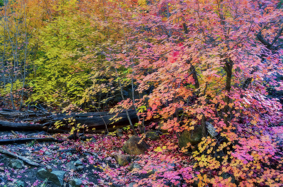 Pink and Yellow Maple  Photograph by Saija Lehtonen