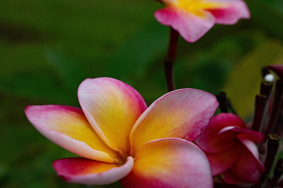 Pink and Yellow Photograph by Martin Naugher