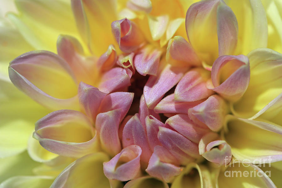 Pink and Yellow Photograph by Mary Haber