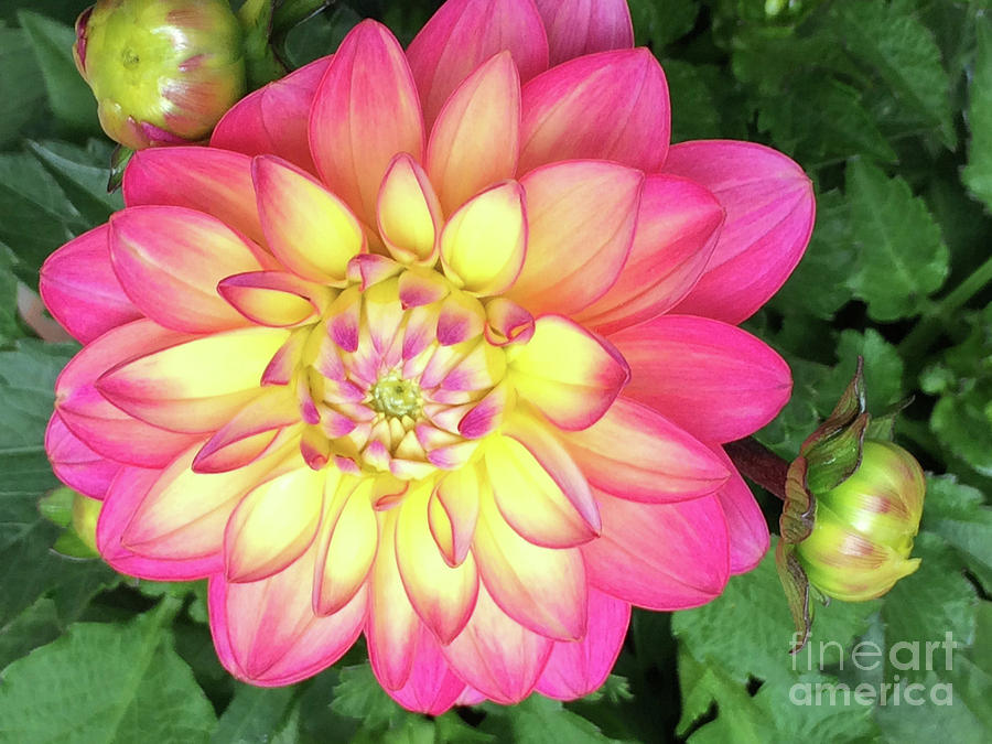 Pink and Yellow Dahlia Photograph by Jacklyn Duryea Fraizer