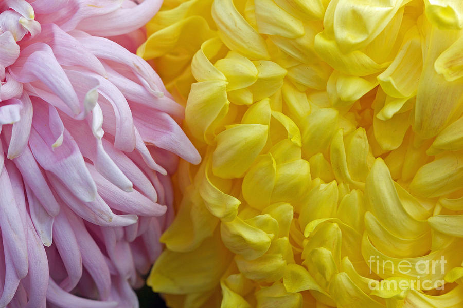 Pink and Yellow Mums Photograph by Jim Gillen