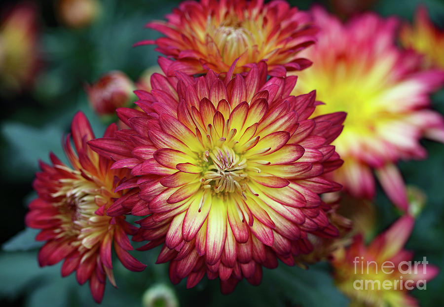 Pink and Yellow Mums Photograph by Mary Haber