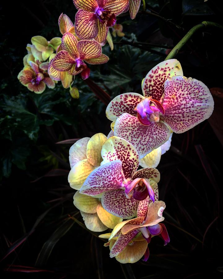 Pink and Yellow Orchids Photograph by Kelly Schulze