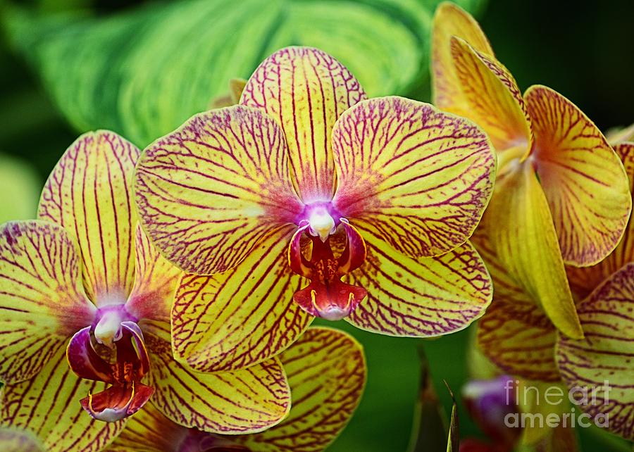 Pink and Yellow Orchids Photograph by Sharon Woerner