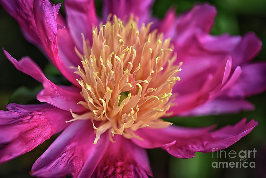 Pink and Yellow Peony Photograph by Lois Bryan