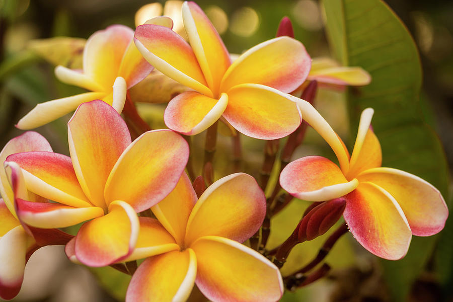 Pink and Yellow Plumeria 2 Photograph by Brian Harig