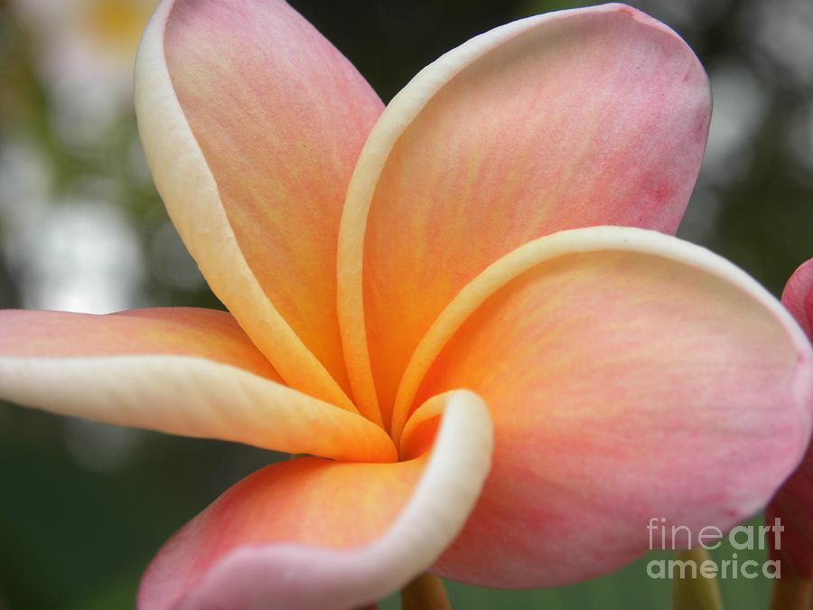 Flowers Still Life Photograph - Pink and Yellow Plumeria Flower by Fanmpreneur Artwork