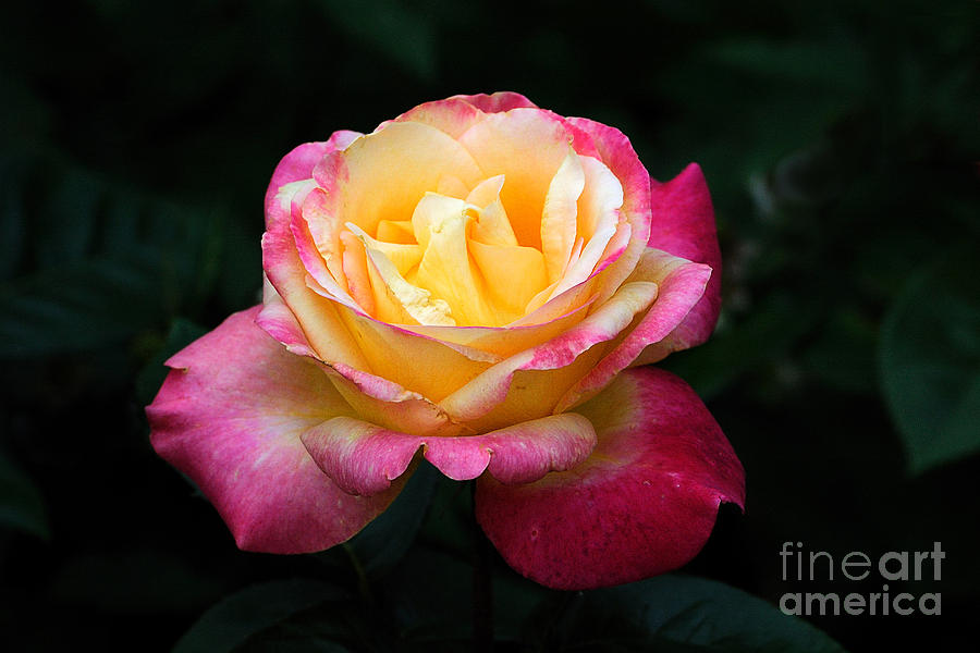 Pink and Yellow Rose 2 Photograph by Edward Sobuta