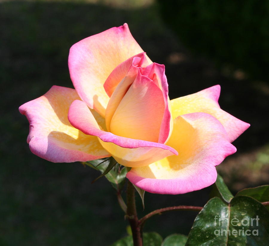 Flower Photograph - Pink and Yellow Rose Bloom by Nishma Creations