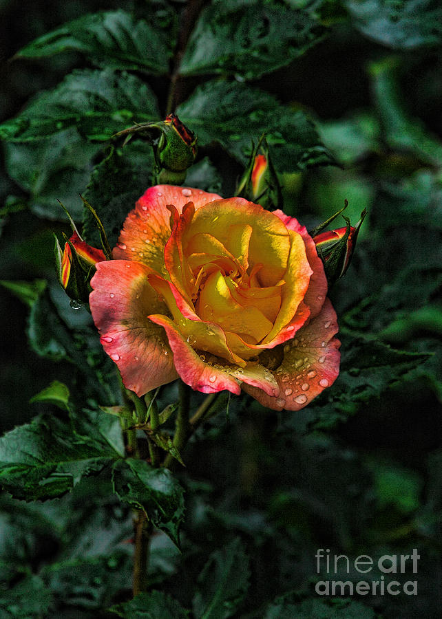 Rose Photograph - Pink and Yellow Rose BS by Edward Sobuta