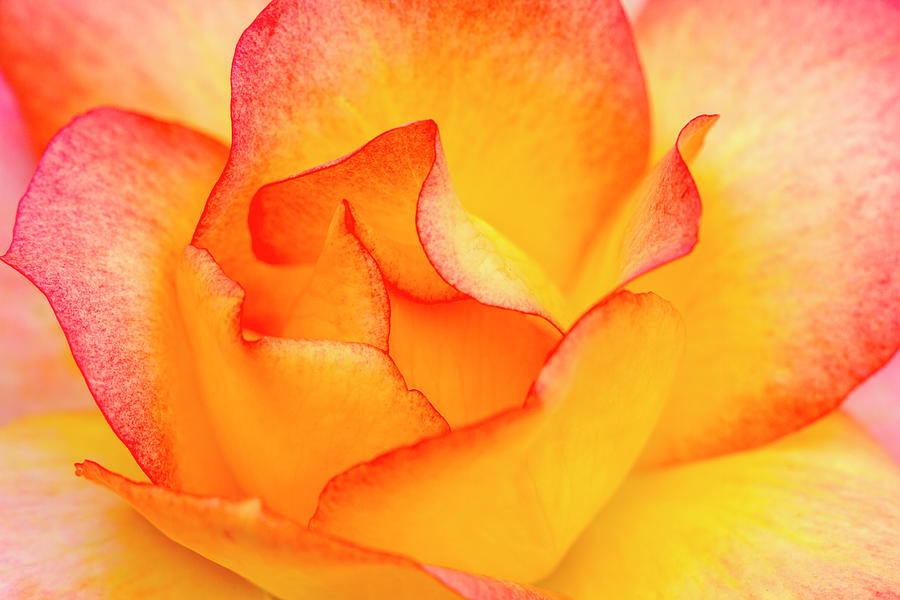 Pink and Yellow Rose Close Up Photograph by Teri Virbickis