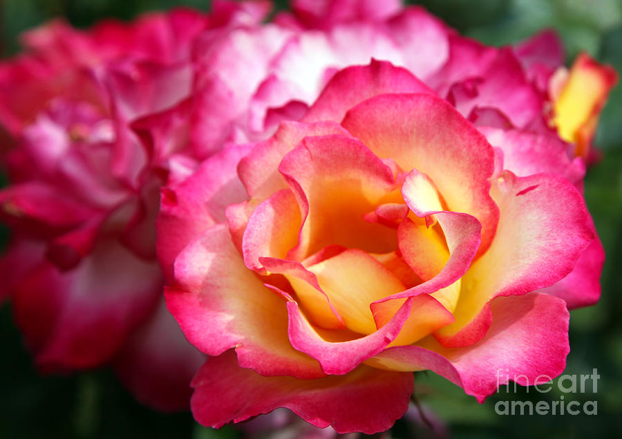 Pink And Yellow Rose Photograph