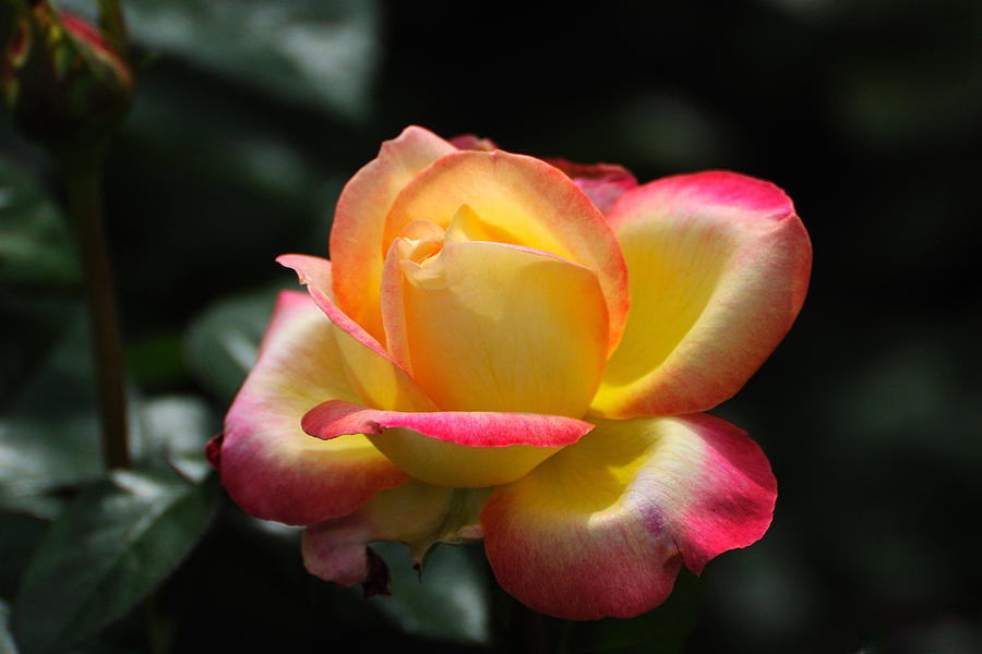 Pink and Yellow Rose Photograph by Edward Sobuta