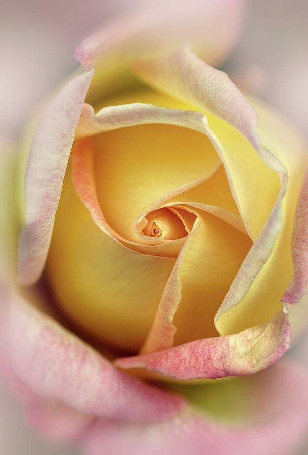 Pink and yellow rose Photograph by Jaroslaw Blaminsky