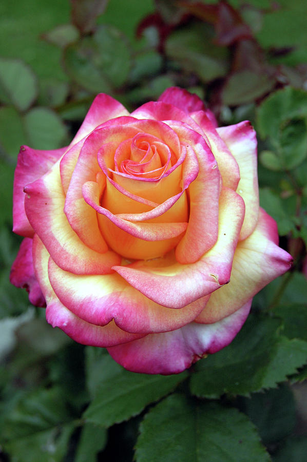 Pink And Yellow Rose Photograph by Mihaela Nica