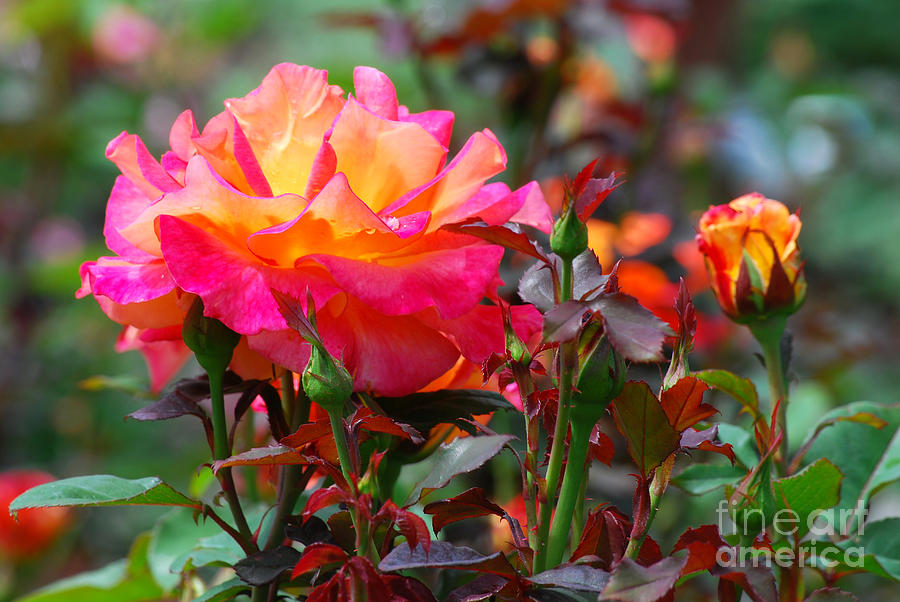Salmon Photograph - Pink and Yellow Rose by Nancy Mueller