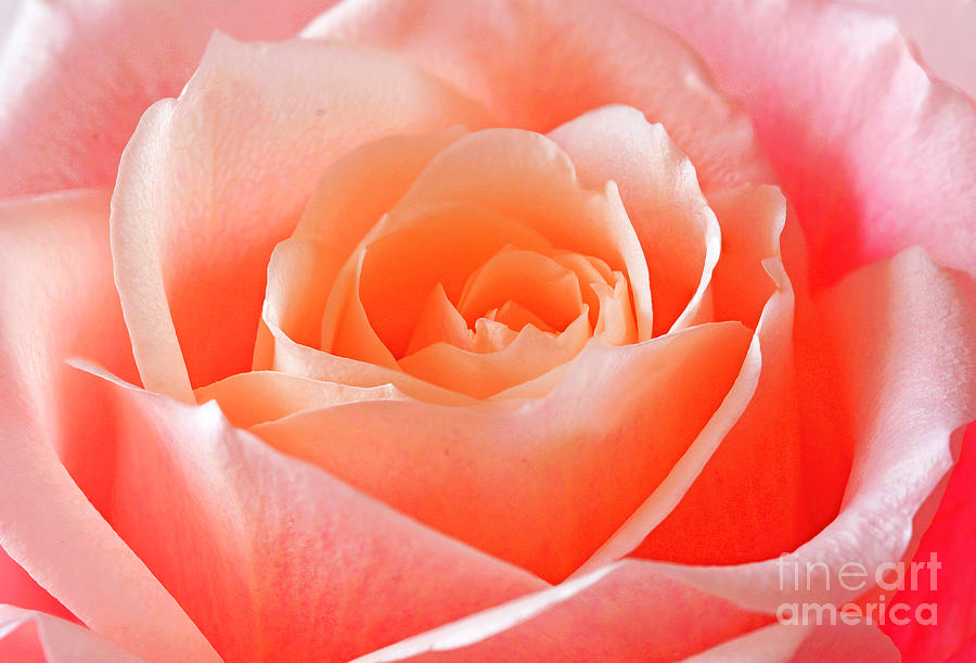 Flower Photograph - Pink and Yellow Rose by Regina Geoghan