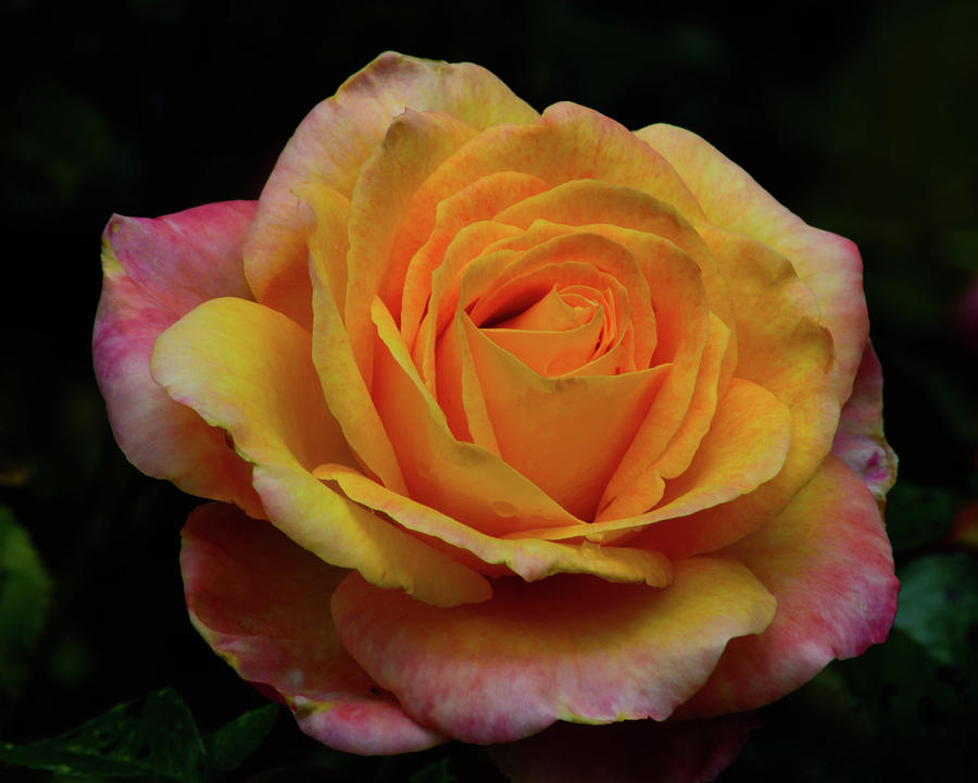 Pink and Yellow Rose Photograph by Tikvahs Hope