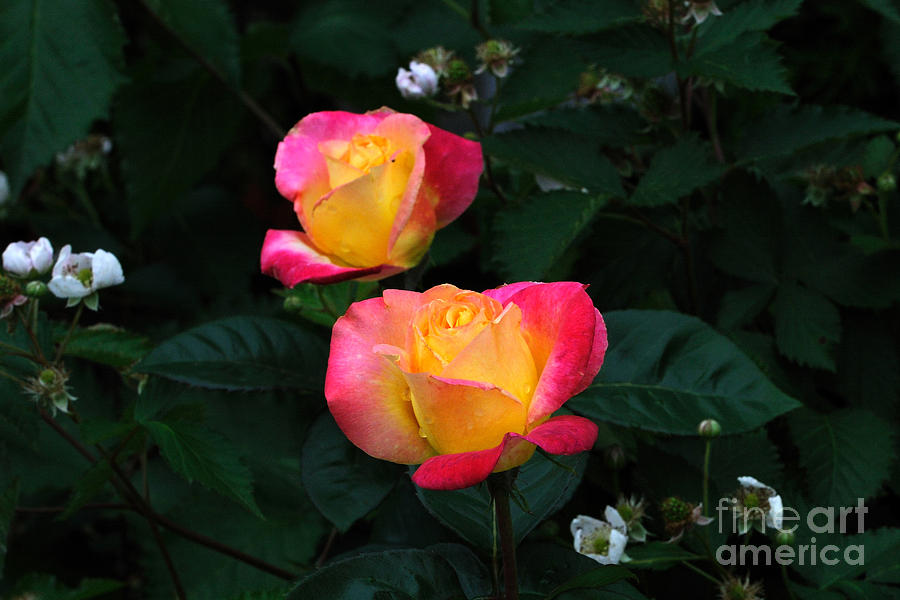 Pink and Yellow Rose with Raspberrys Photograph by Edward Sobuta