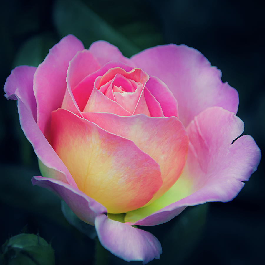 Pink and Yellow Single Rose Photograph by Julie Palencia