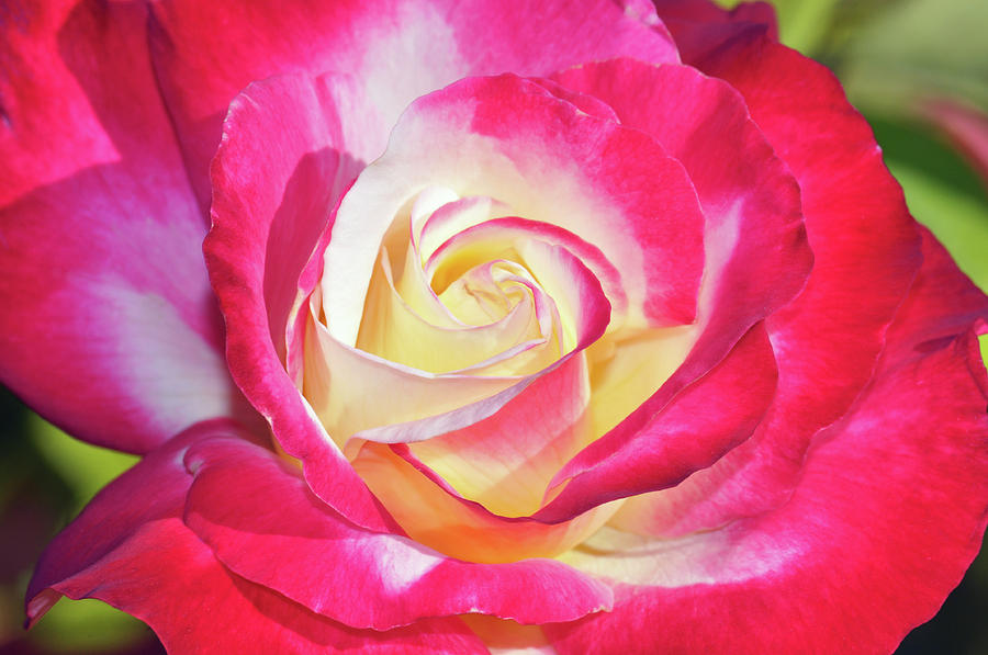 Rose Photograph - Pink and yellow single rose by Ingrid Perlstrom