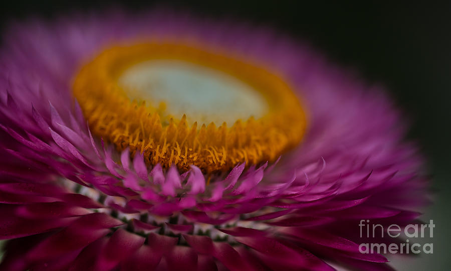 Pink and Yellow Strawflower Close-Up by Em Witherspoon Pink and Yellow Strawflower Close-Up by Em Witherspoon
