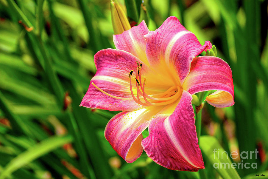 Pink and Yellow Tiger Lily Photograph by Charles Abrams