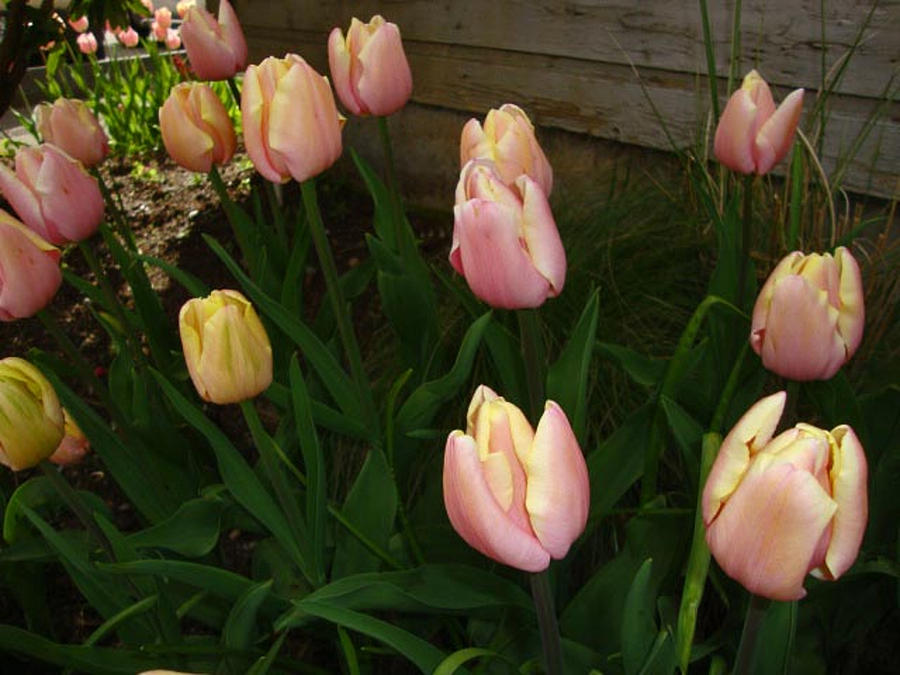 Pink And Yellow Tulips Photograph by Jay Milo