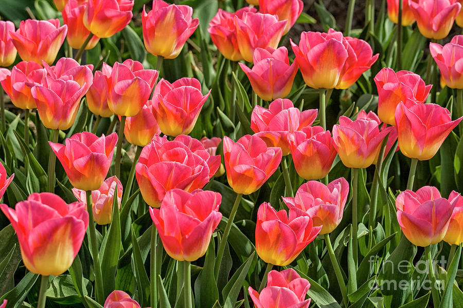 Pink and yellow tulips Photograph by Patricia Hofmeester