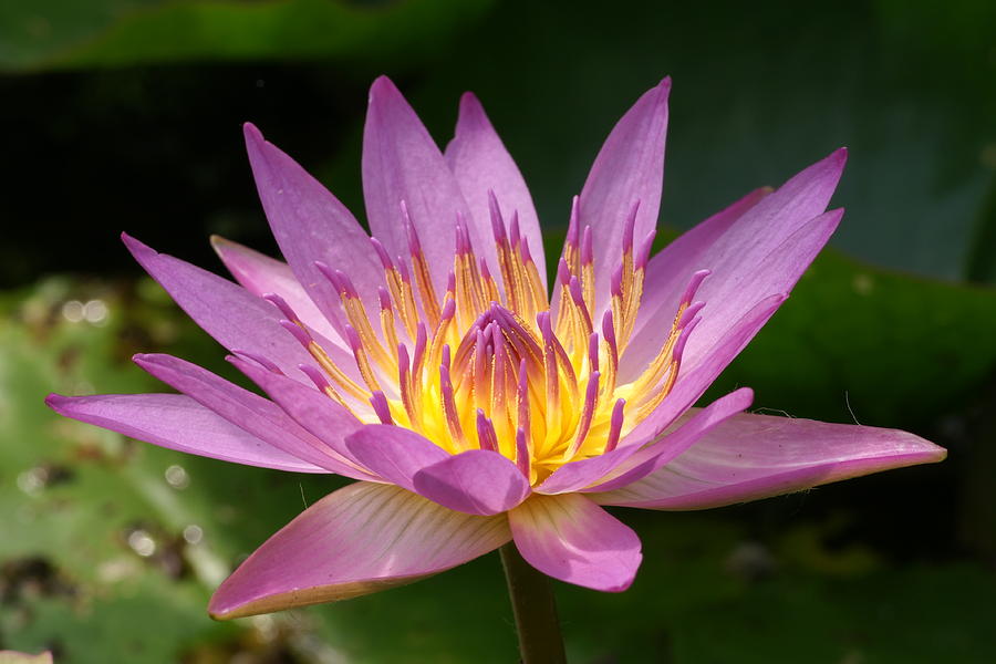 Pink and Yellow Water Lily No.2 Photograph by Michael Herring - Fine ...