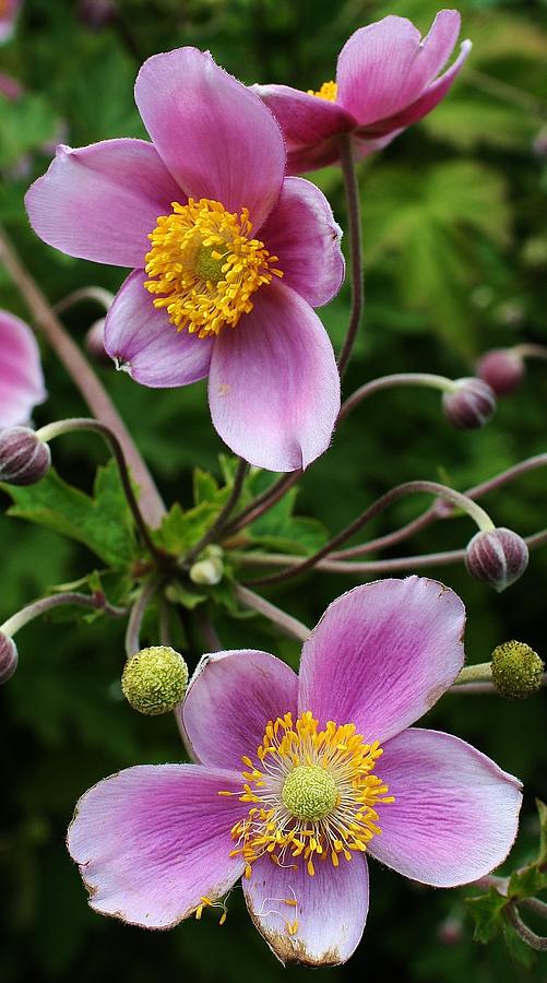 Pink Anemone Delight Photograph by Bruce Bley
