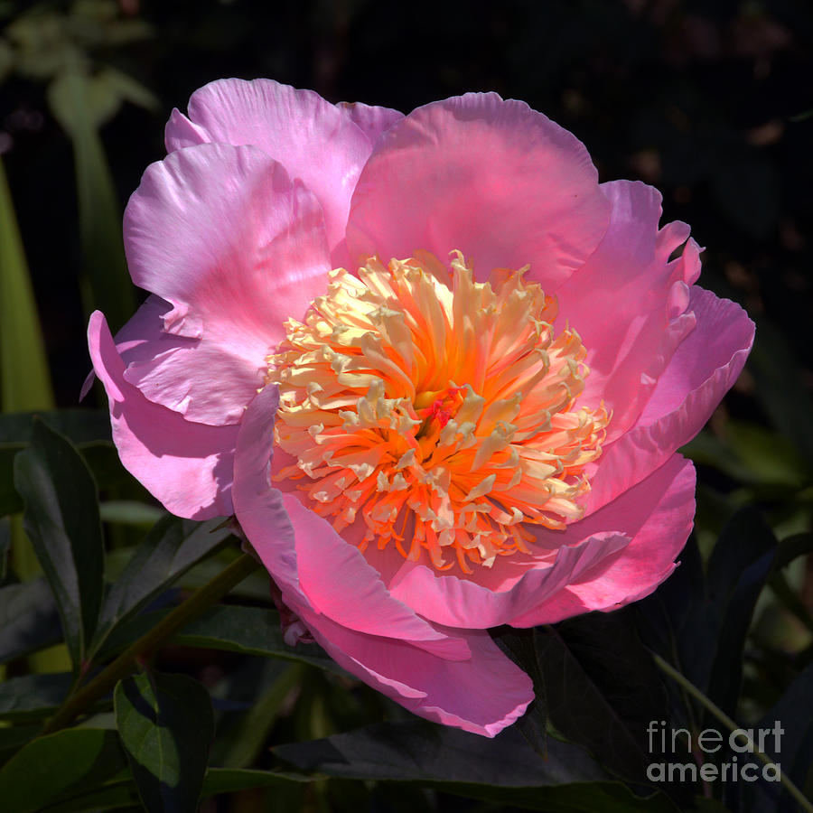 Spring Photograph - Pink Anemone Peony by Catherine Sherman