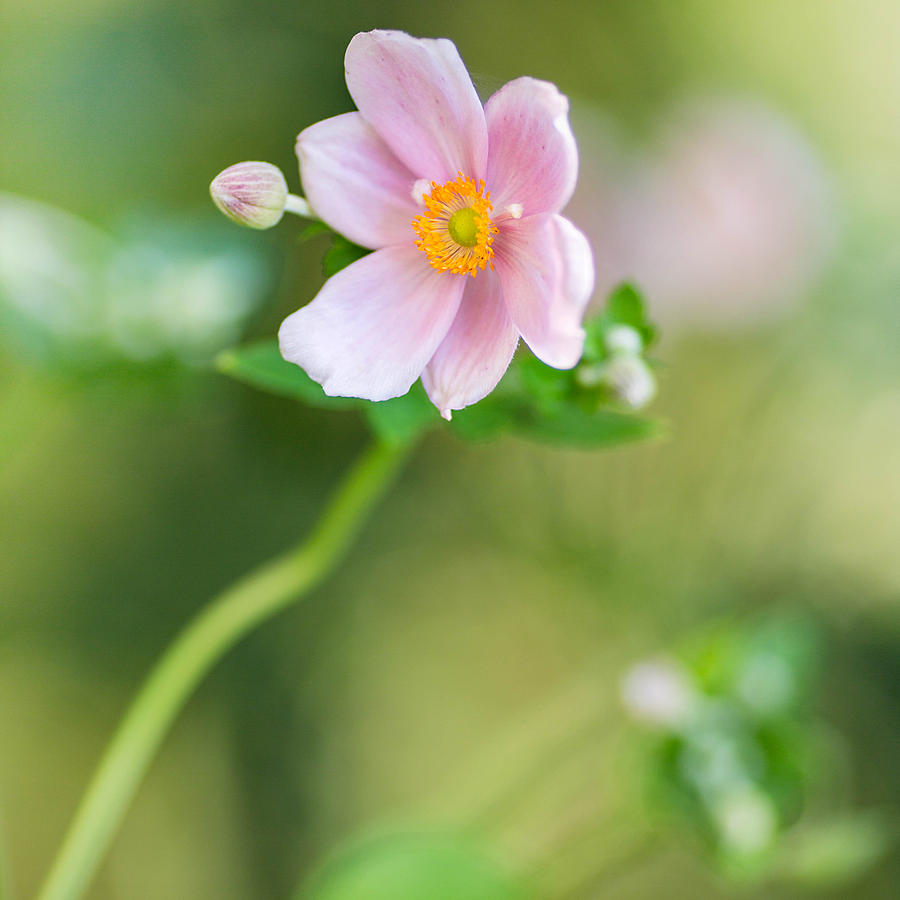 Pink Anemone Squared Photograph by Rebecca Cozart