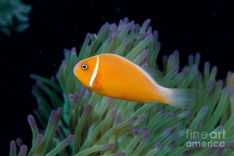 Anemone Photograph - Pink Anemonefish by Dave Fleetham - Printscapes