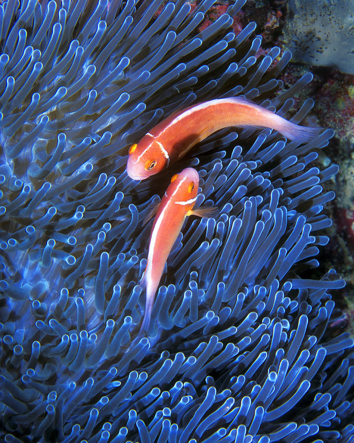 Pink Anemonefish, Great Barrier Reef Photograph by Pauline Walsh Jacobson