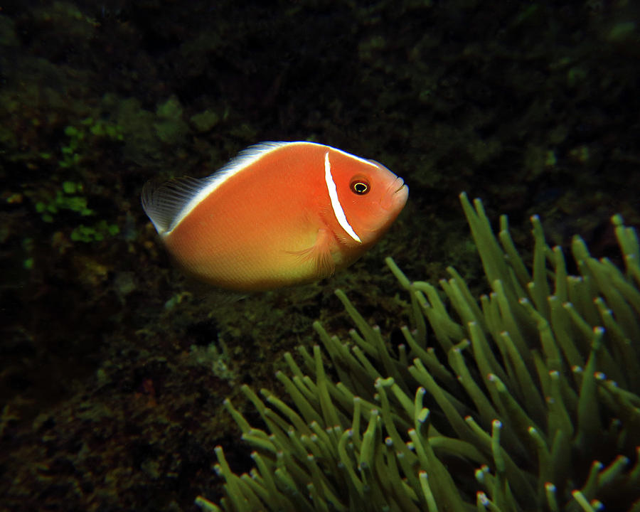 Pink Anemonefish, Indonesia 1 Photograph by Pauline Walsh Jacobson