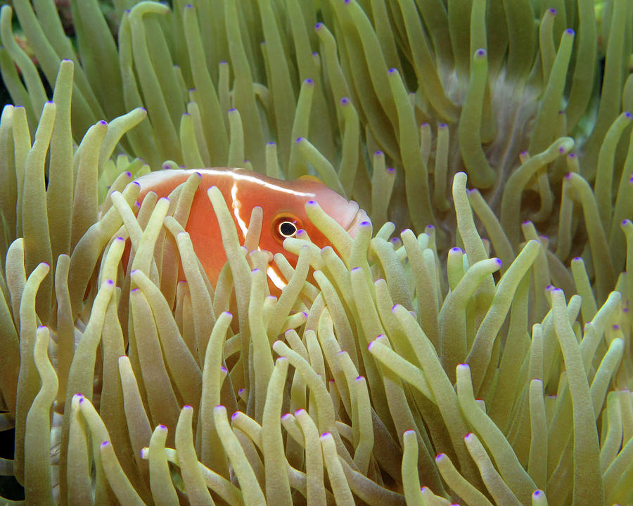 Pink Anemonefish, Indonesia 2 Photograph by Pauline Walsh Jacobson ...