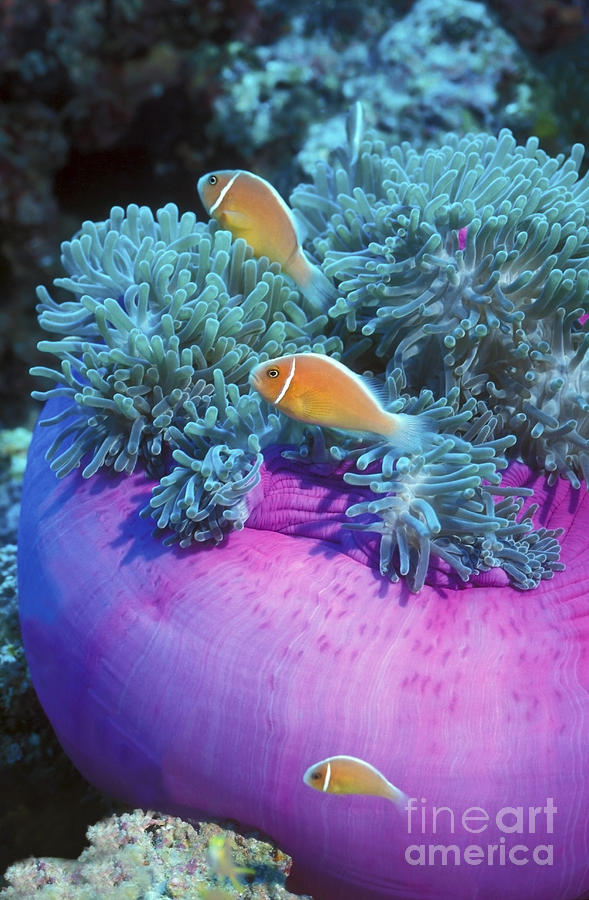 Pink Anemonefish Protect Their Purple Photograph by Michael Wood