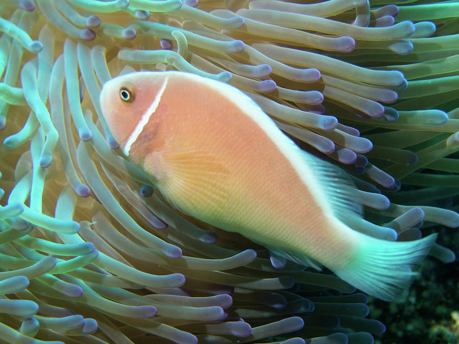 Pink Anenomefish Photograph by Brenda Smith DVM Pink Anenomefish Photograph by Brenda Smith DVM