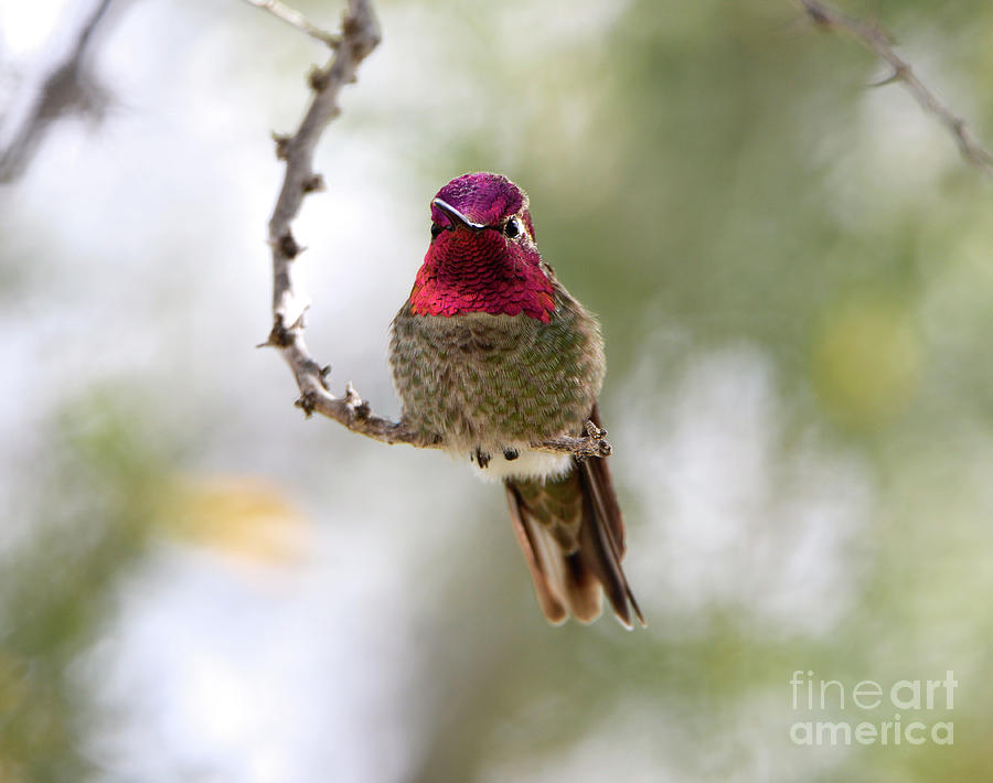 Pink Annas Hummingbird Photograph by Denise Bruchman