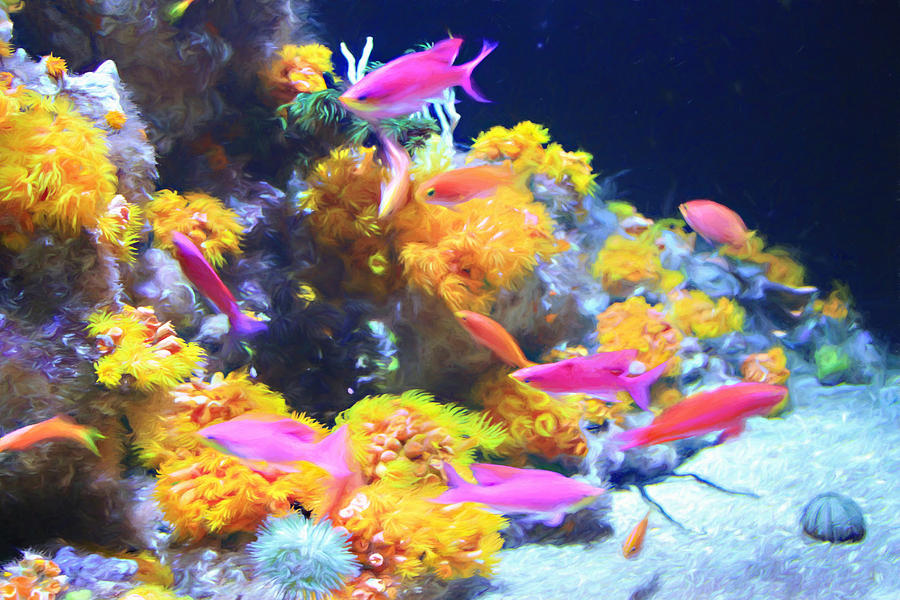 Pink Anthias with Live Coral Photograph by Bonnie Follett