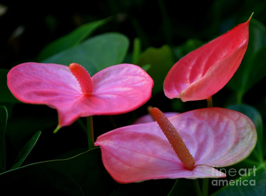 Pink Anthuriums Photograph by Mary Deal