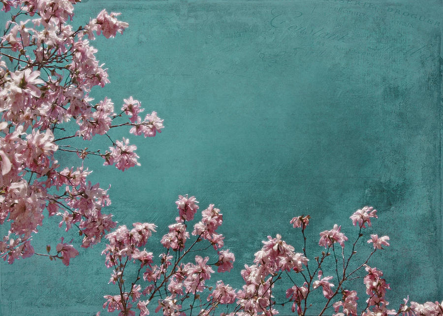 Pink Apple Blossoms on Teal Blue Green Sky Photograph by Brooke T Ryan